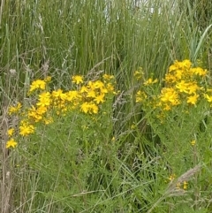 Hypericum perforatum at Melba, ACT - 27 Nov 2021