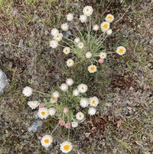 Leucochrysum albicans subsp. tricolor at Adaminaby, NSW - 8 Nov 2021