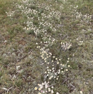 Leucochrysum albicans subsp. tricolor at Adaminaby, NSW - 8 Nov 2021