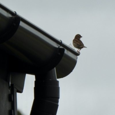 Passer domesticus (House Sparrow) at Holt, ACT - 27 Nov 2021 by KMcCue