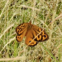 Heteronympha merope (Common Brown Butterfly) at Coree, ACT - 27 Nov 2021 by KMcCue