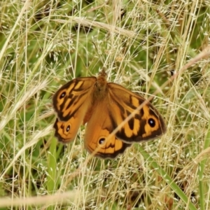 Heteronympha merope at Coree, ACT - 27 Nov 2021