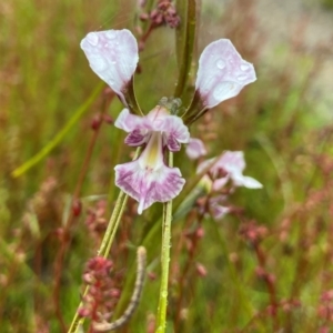 Diuris dendrobioides at suppressed - suppressed