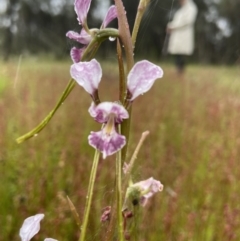 Diuris dendrobioides at suppressed - suppressed