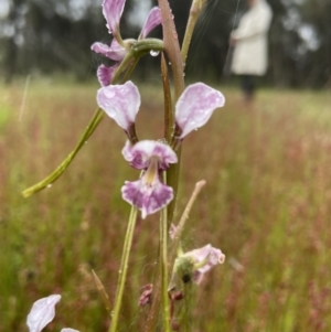 Diuris dendrobioides at suppressed - suppressed