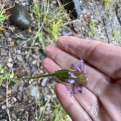 Vittadinia cuneata var. cuneata (Fuzzy New Holland Daisy) at Moollattoo, NSW - 26 Nov 2021 by SimoneC