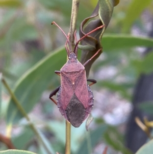 Amorbus sp. (genus) at Karabar, NSW - 27 Nov 2021