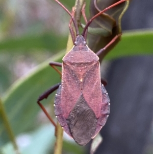 Amorbus sp. (genus) at Karabar, NSW - 27 Nov 2021