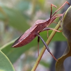 Amorbus sp. (genus) at Karabar, NSW - 27 Nov 2021