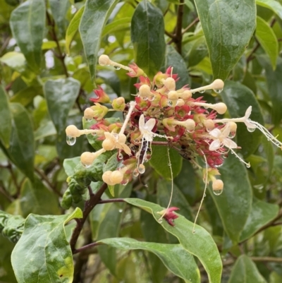 Clerodendrum tomentosum (Hairy Clerodendrum) at Moollattoo, NSW - 26 Nov 2021 by SimoneC