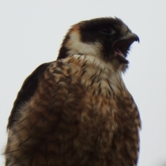 Falco longipennis (Australian Hobby) at Coree, ACT - 27 Nov 2021 by KMcCue