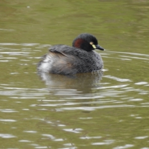 Tachybaptus novaehollandiae at Coree, ACT - 27 Nov 2021