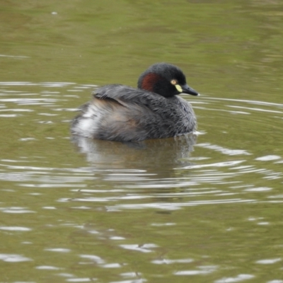 Tachybaptus novaehollandiae (Australasian Grebe) at Coree, ACT - 26 Nov 2021 by KMcCue