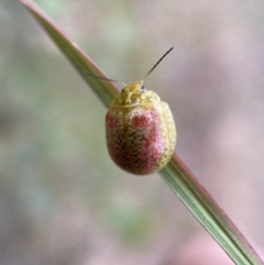 Paropsisterna fastidiosa (Eucalyptus leaf beetle) at Jerrabomberra, NSW - 27 Nov 2021 by SteveBorkowskis