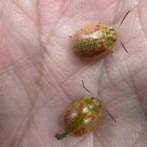 Paropsisterna fastidiosa at Jerrabomberra, NSW - 27 Nov 2021