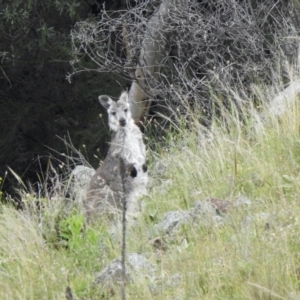 Osphranter robustus robustus at Coree, ACT - 27 Nov 2021