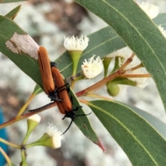Porrostoma rhipidium (Long-nosed Lycid (Net-winged) beetle) at Ginninderry Conservation Corridor - 27 Nov 2021 by KMcCue