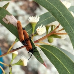 Porrostoma rhipidium (Long-nosed Lycid (Net-winged) beetle) at Coree, ACT - 26 Nov 2021 by KMcCue