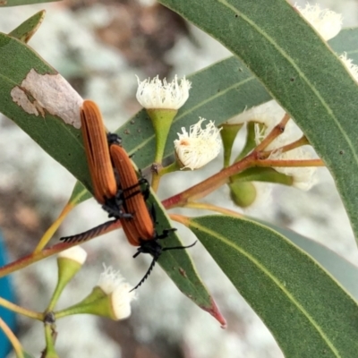 Porrostoma rhipidium (Long-nosed Lycid (Net-winged) beetle) at Coree, ACT - 27 Nov 2021 by KMcCue