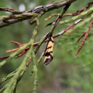 Olbonoma triptycha at Coree, ACT - 27 Nov 2021 10:47 AM