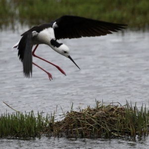 Himantopus leucocephalus at Fyshwick, ACT - 27 Nov 2021