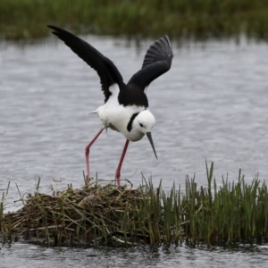 Himantopus leucocephalus at Fyshwick, ACT - 27 Nov 2021