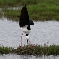 Himantopus leucocephalus at Fyshwick, ACT - 27 Nov 2021