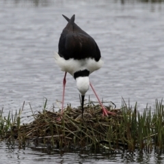 Himantopus leucocephalus at Fyshwick, ACT - 27 Nov 2021