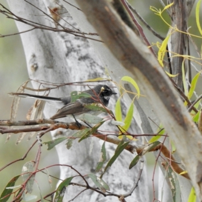 Rhipidura albiscapa (Grey Fantail) at Coree, ACT - 27 Nov 2021 by KMcCue