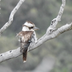 Dacelo novaeguineae (Laughing Kookaburra) at Coree, ACT - 26 Nov 2021 by KMcCue