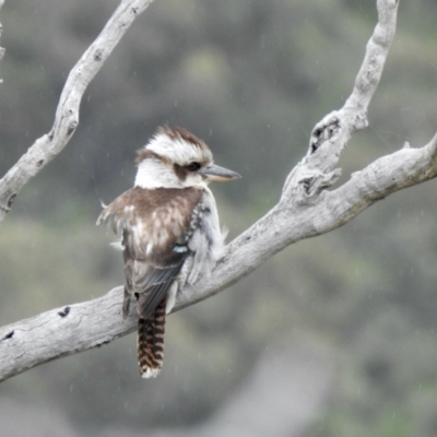 Dacelo novaeguineae (Laughing Kookaburra) at Coree, ACT - 27 Nov 2021 by KMcCue