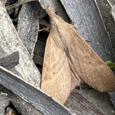 Pararguda nasuta (Wattle Snout Moth) at Karabar, NSW - 27 Nov 2021 by SteveBorkowskis