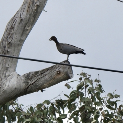 Chenonetta jubata (Australian Wood Duck) at Woodstock Nature Reserve - 26 Nov 2021 by KMcCue