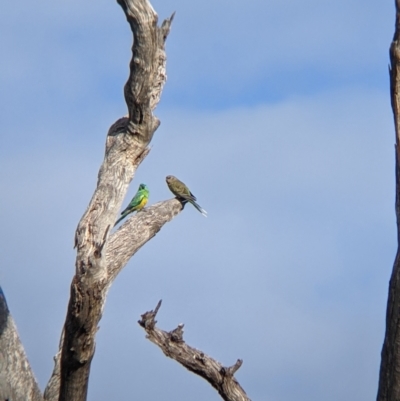 Psephotus haematonotus (Red-rumped Parrot) at East Albury, NSW - 27 Nov 2021 by Darcy