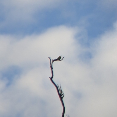 Merops ornatus (Rainbow Bee-eater) at East Albury, NSW - 27 Nov 2021 by Darcy