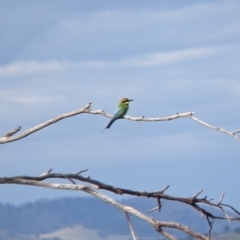 Merops ornatus (Rainbow Bee-eater) at East Albury, NSW - 27 Nov 2021 by Darcy