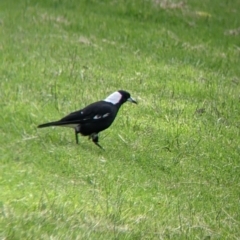 Gymnorhina tibicen (Australian Magpie) at East Albury, NSW - 27 Nov 2021 by Darcy