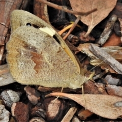 Heteronympha merope (Common Brown Butterfly) at Acton, ACT - 27 Nov 2021 by JohnBundock