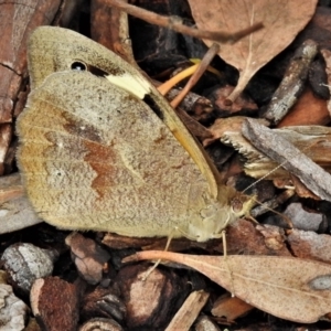 Heteronympha merope at Acton, ACT - 27 Nov 2021 11:59 AM