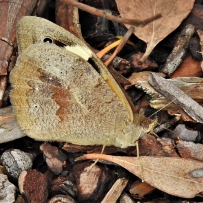 Heteronympha merope (Common Brown Butterfly) at ANBG - 27 Nov 2021 by JohnBundock