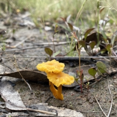 Lichenomphalia chromacea (Yellow Navel) at Wandiyali-Environa Conservation Area - 26 Nov 2021 by Wandiyali