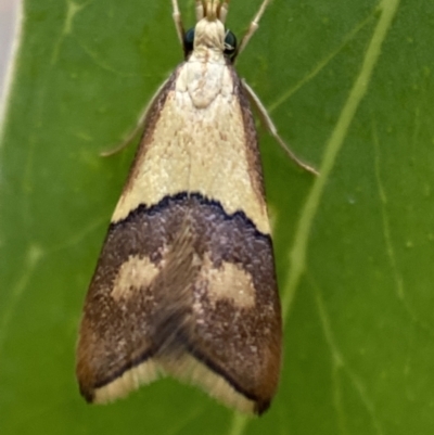 Crocanthes glycina (Lecithoceridae) at Karabar, NSW - 27 Nov 2021 by SteveBorkowskis