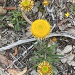 Coronidium oxylepis subsp. lanatum (Woolly Pointed Everlasting) at Karabar, NSW - 27 Nov 2021 by Steve_Bok