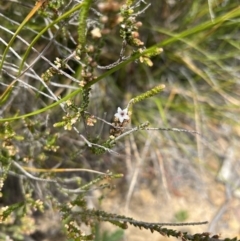 Epacris microphylla (Coral Heath) at Red Rocks, NSW - 25 Nov 2021 by SimoneC