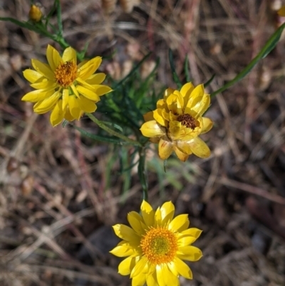 Xerochrysum viscosum (Sticky Everlasting) at East Albury, NSW - 27 Nov 2021 by Darcy