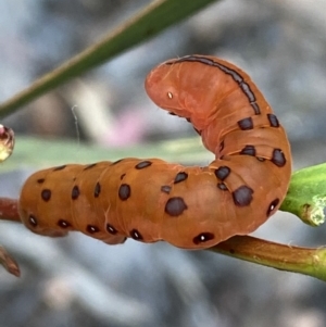 Capusa cuculloides at Jerrabomberra, NSW - 27 Nov 2021