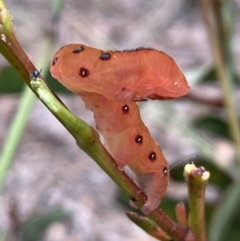 Capusa cuculloides at Jerrabomberra, NSW - 27 Nov 2021