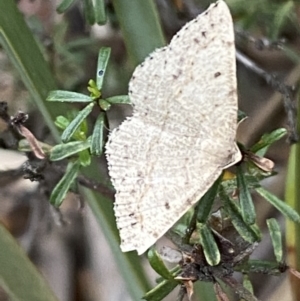 Taxeotis (genus) at Karabar, NSW - 27 Nov 2021