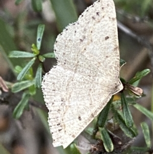 Taxeotis (genus) at Karabar, NSW - 27 Nov 2021