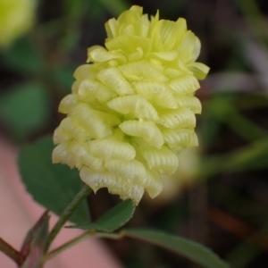 Trifolium campestre at Cook, ACT - 25 Nov 2021